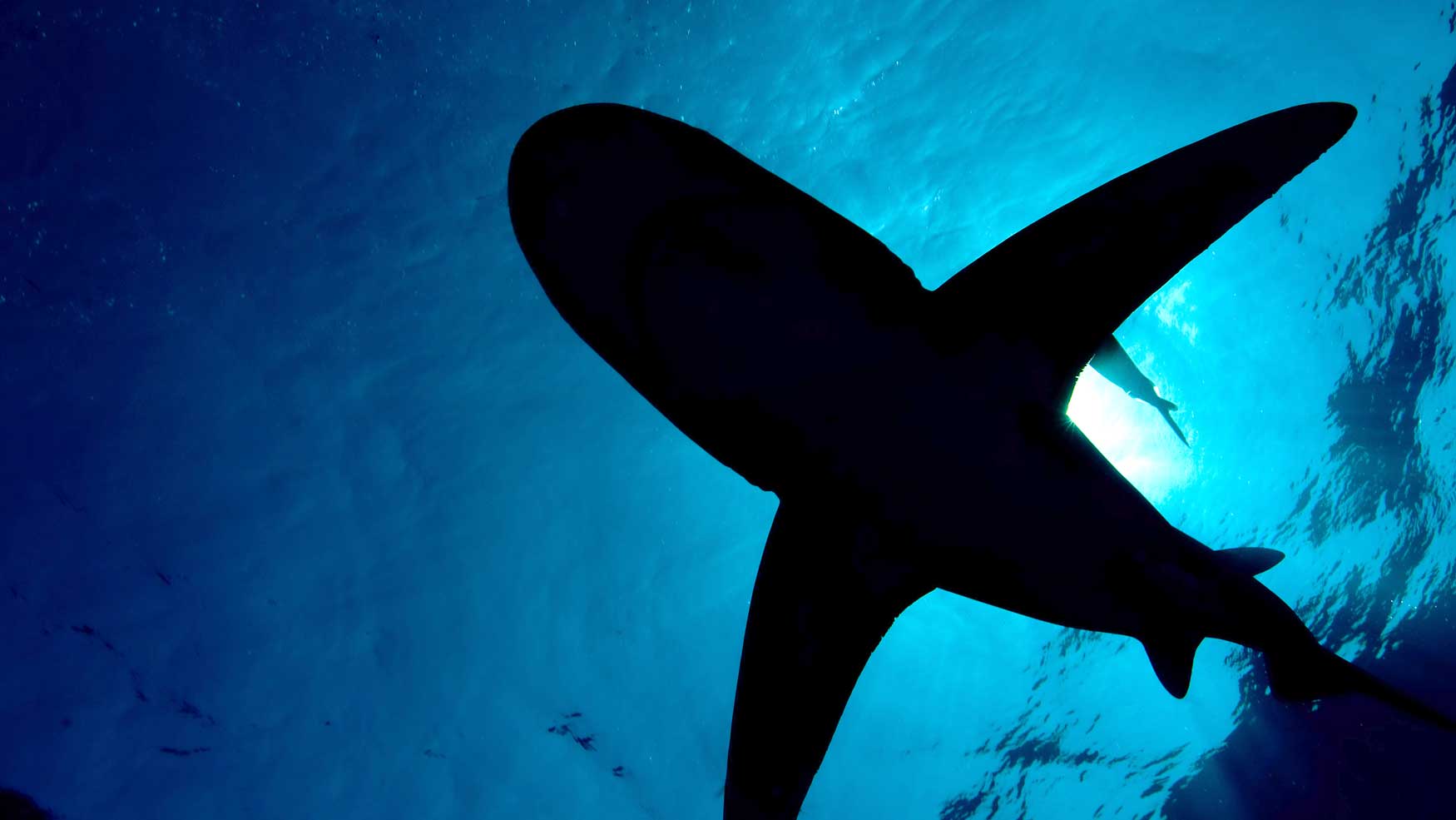 Atlantic Shark Expeditions - Oceanic Whitetip