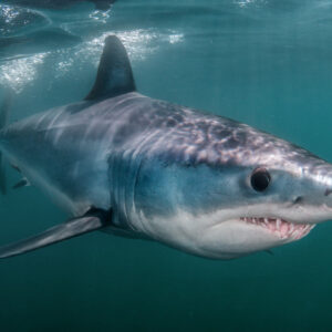 Halifax Shark Cage Diving Expedition