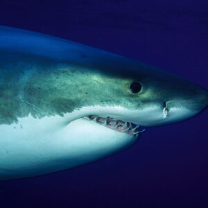 Great White Expeditions