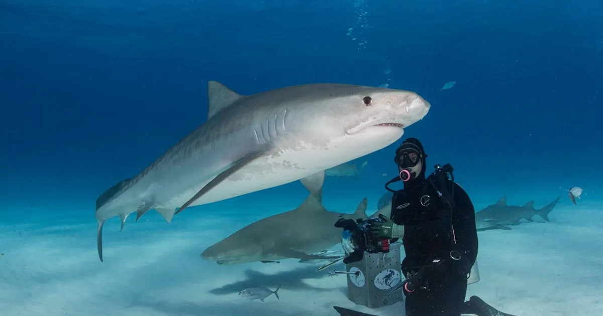 Tiger Shark Migration